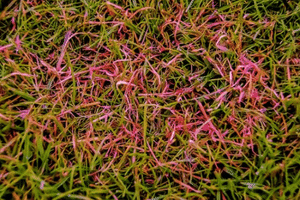 Red | Thread | Lawn |Disease |pink | patch