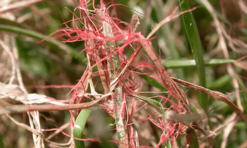 Red | Thread | Lawn |Disease |pink | patch