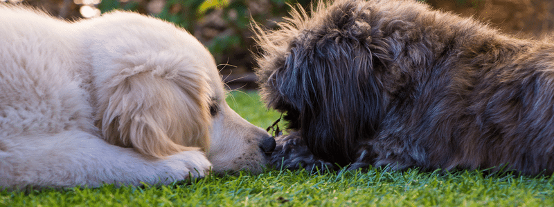 Dog-Friendly | Lawn Care | Tips