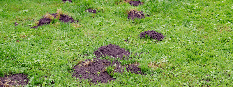 Fix Lawn | Damage Caused | Freeze