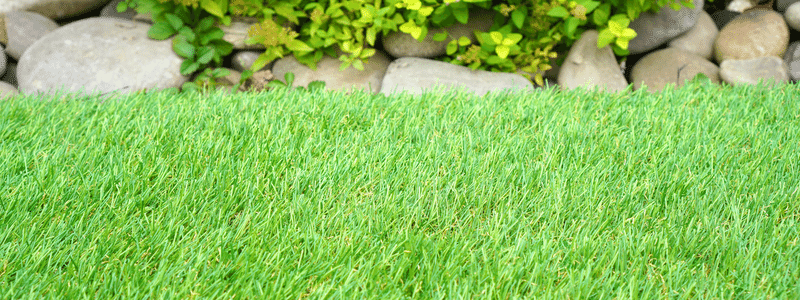 Get | Greener | Thicker | Healthier | Lawn | Tips