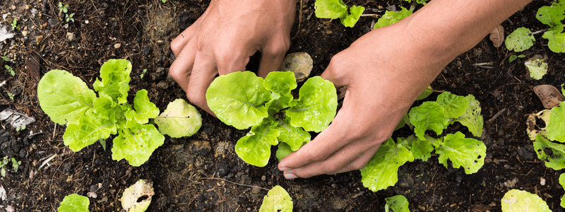 Spring Vegetable Garden Fall Planting