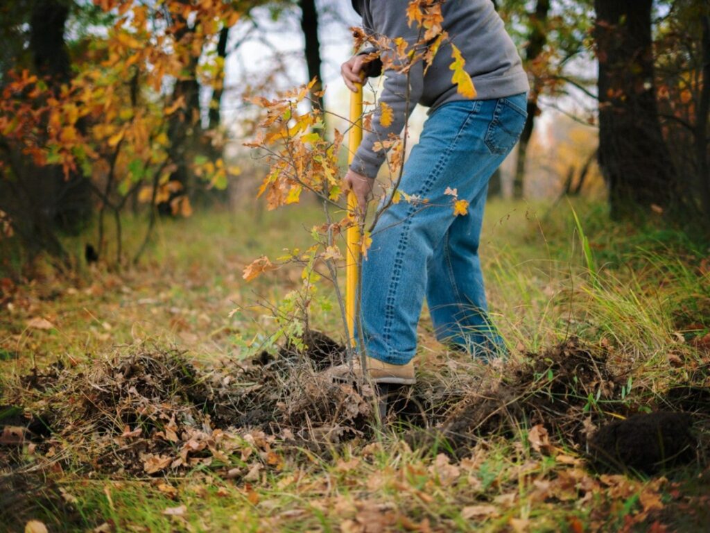 How to properly care for trees in late summer and early fall